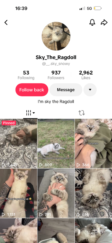 Pedigree Ragdoll 