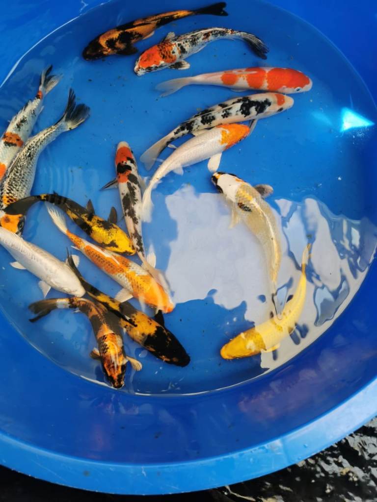 new High Grade Koi Carp 10/7/2026