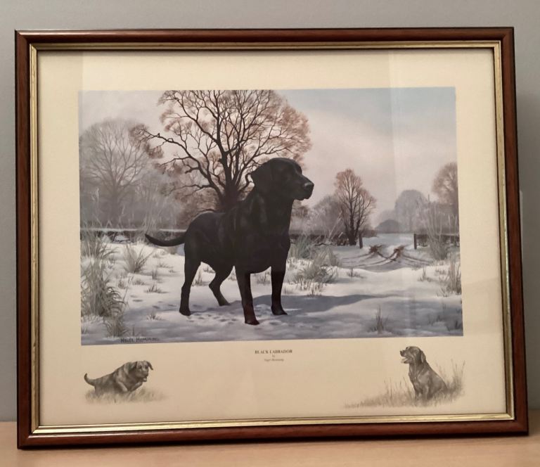 Nigel Hemming Black Labrador Print