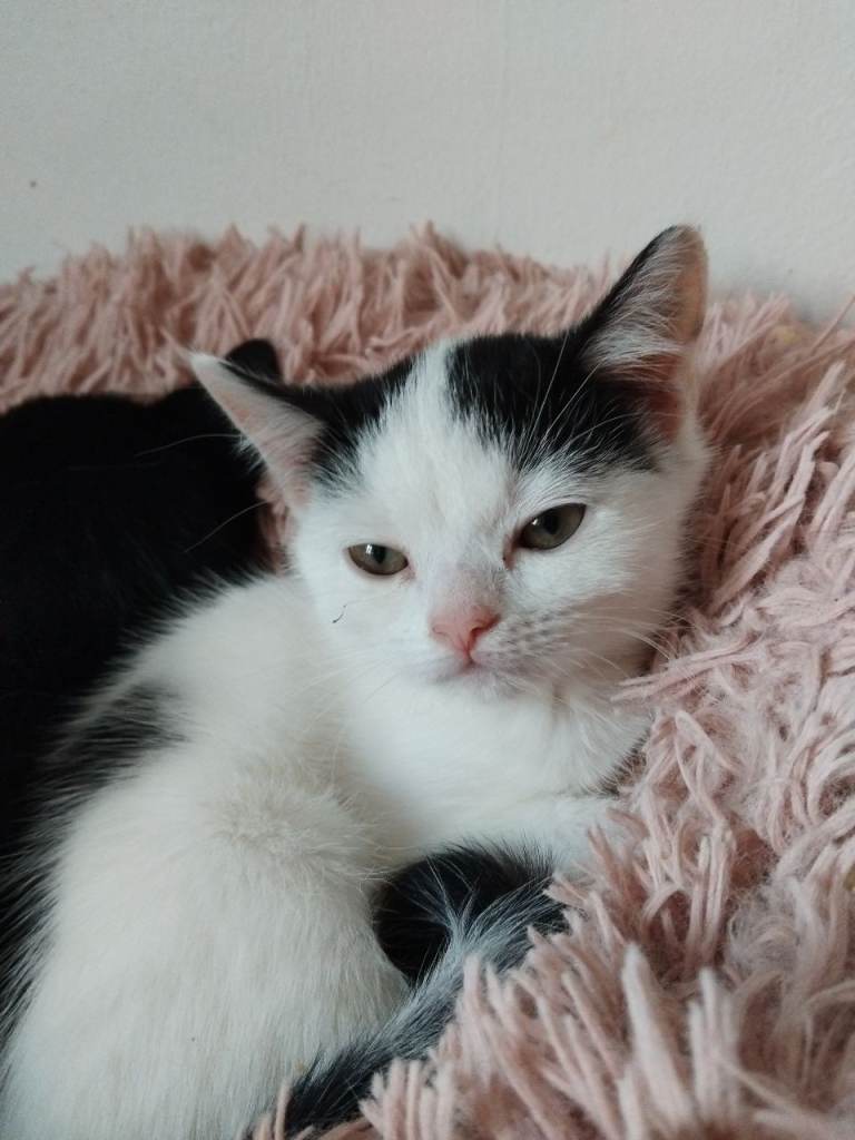 Domestic Persian mix kittens looking for loving homes