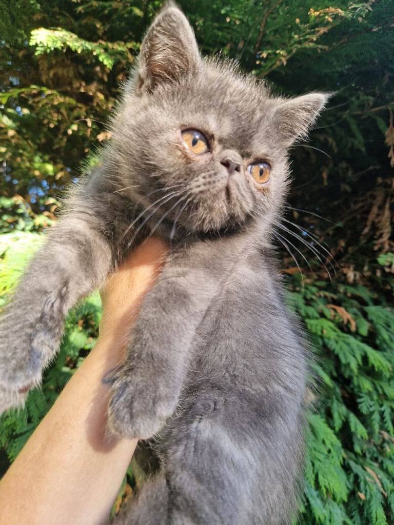 Blue persian exotic 