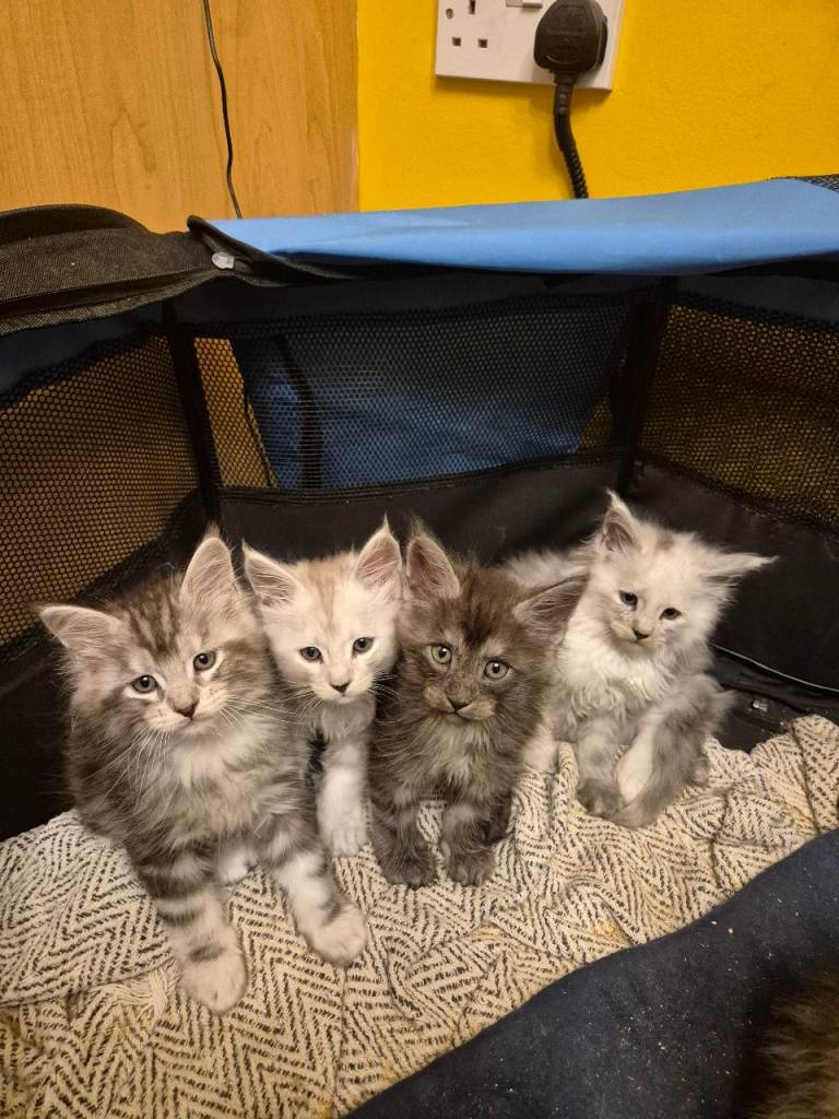 Stunning Maine Coon Kittens Tica Registered 