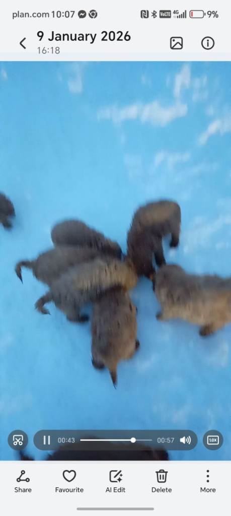 Cockapoo s ready now