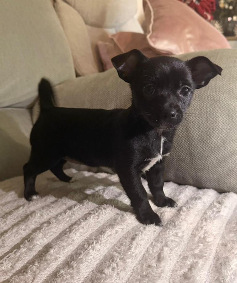 Three beautiful jack Russell chihuahuas
