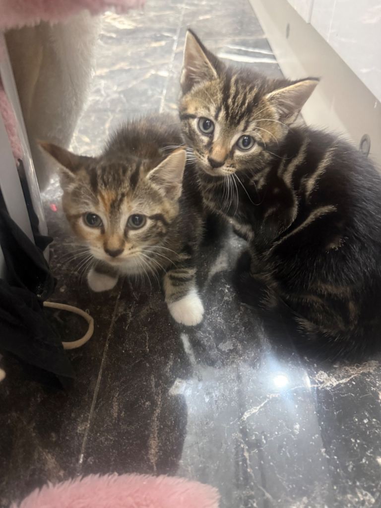 2 male one female tabby kitten 