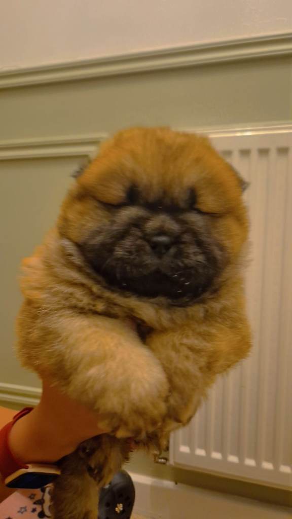 Stunning KC registered chow chows for sale