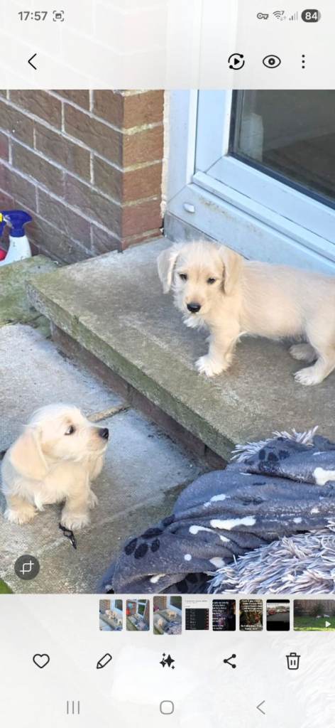 Mini Schnauzer/Daschund