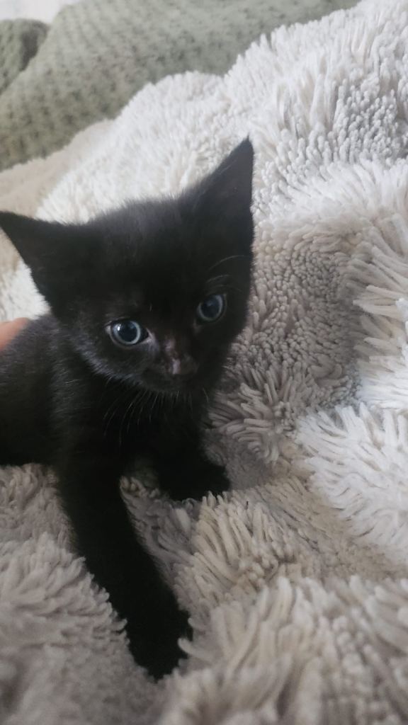 3 male kittens £50