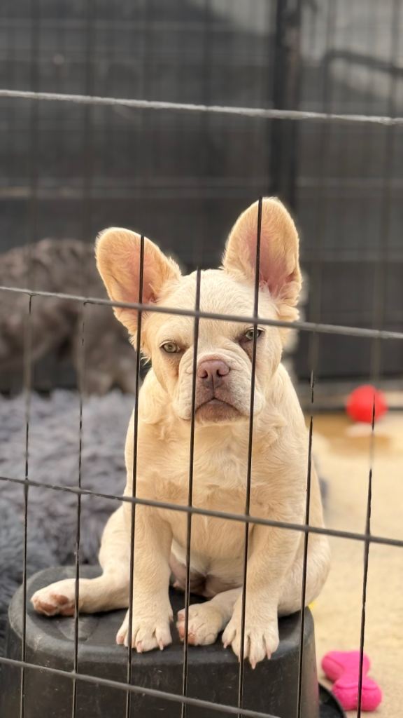 Fluffy/Puffy Frenchie