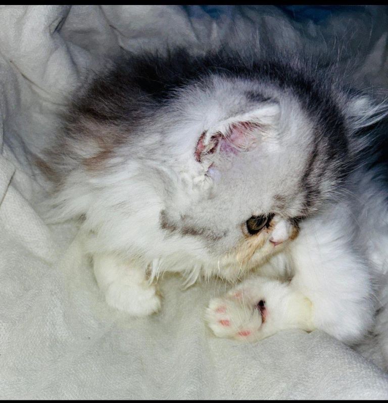 Beautiful female Persian kitten