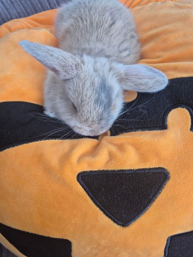 Baby rabbit for sale