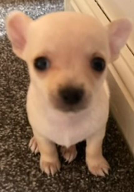 Full breed chihuahua 