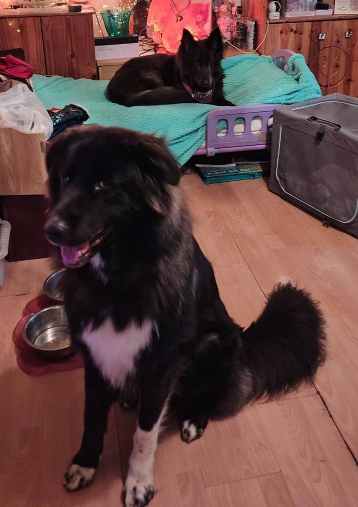 ***1 YR OLD CAUCASIAN SHEPARD FOR ADOPTION ***