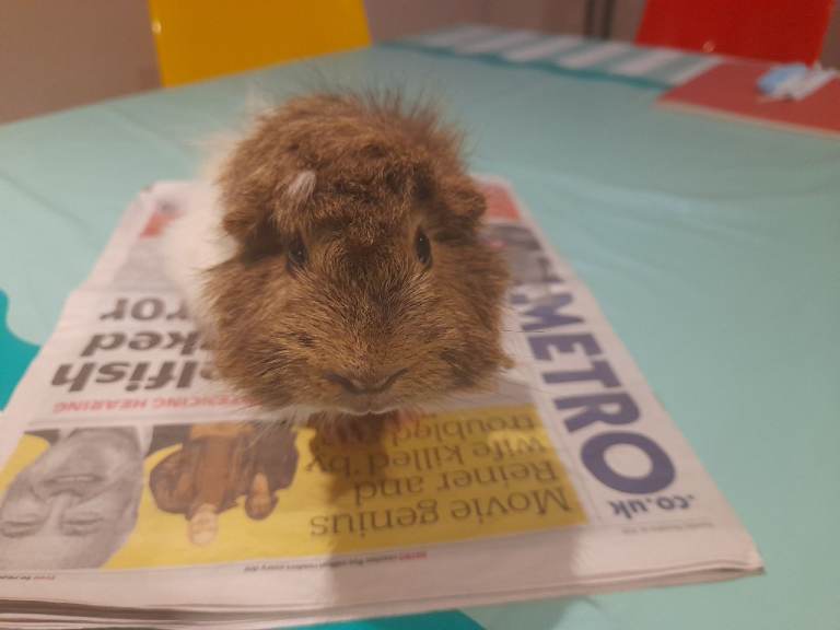Guinea pig 