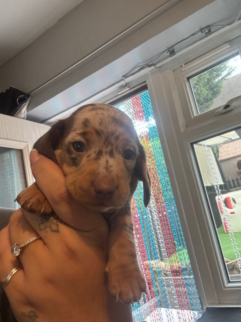 Miniature dachshund pup