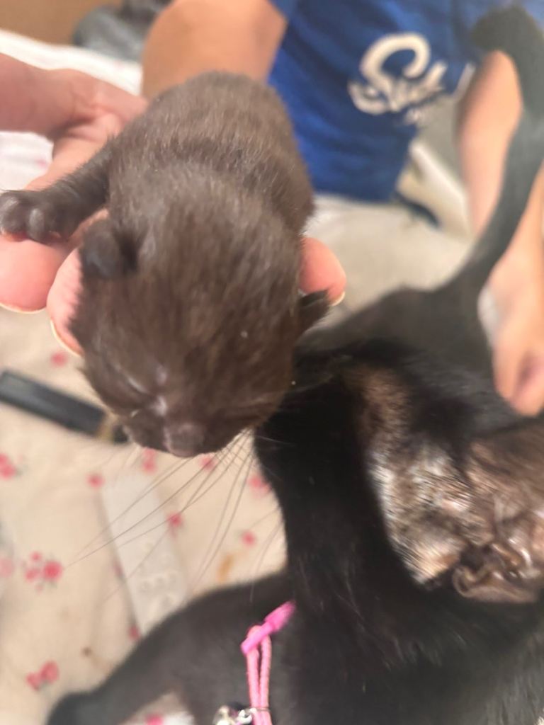 3 beautiful brown kittens and 4 black kittens 