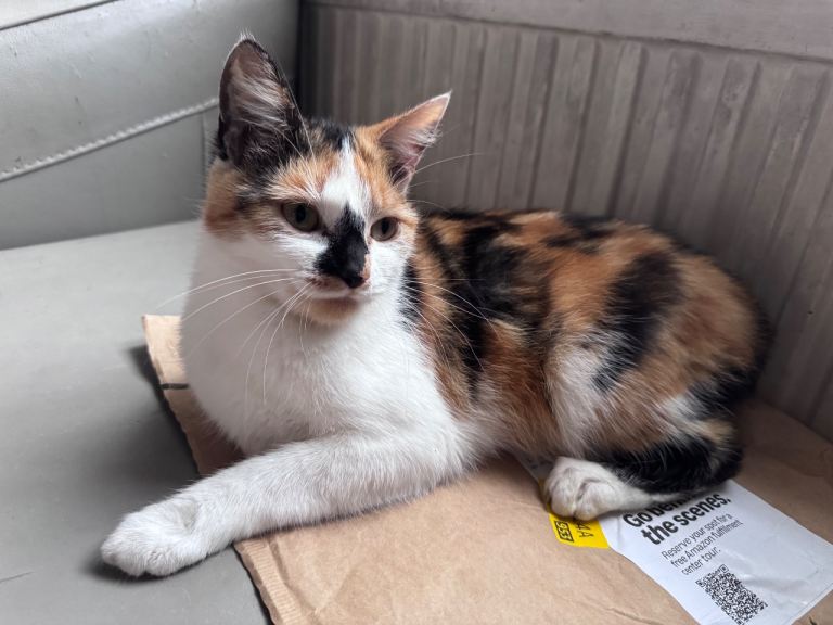 Cat 