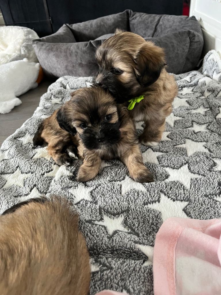 Lhasa apso puppies for sale 🐾🐶🐾