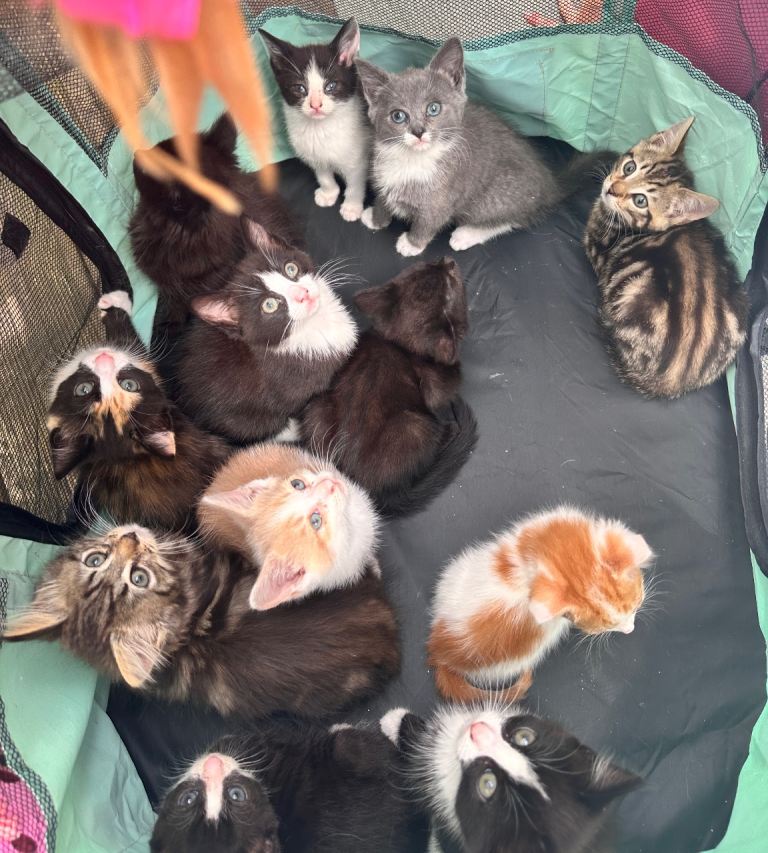 A mixed bunch of fluff