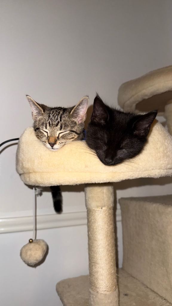 Pair of male kittens needing a new home 