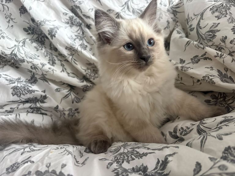 Kittens