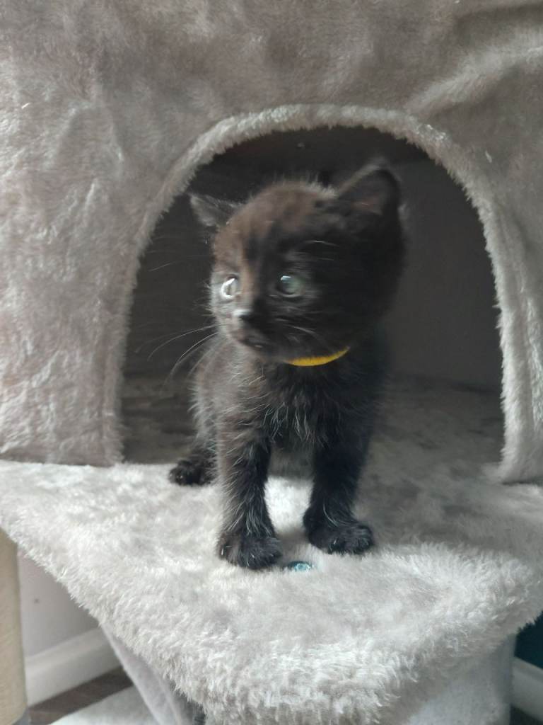 Last little ghost tabby girl available 