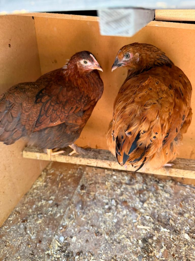 Baby Chicks and Rooster For Sale (read description)