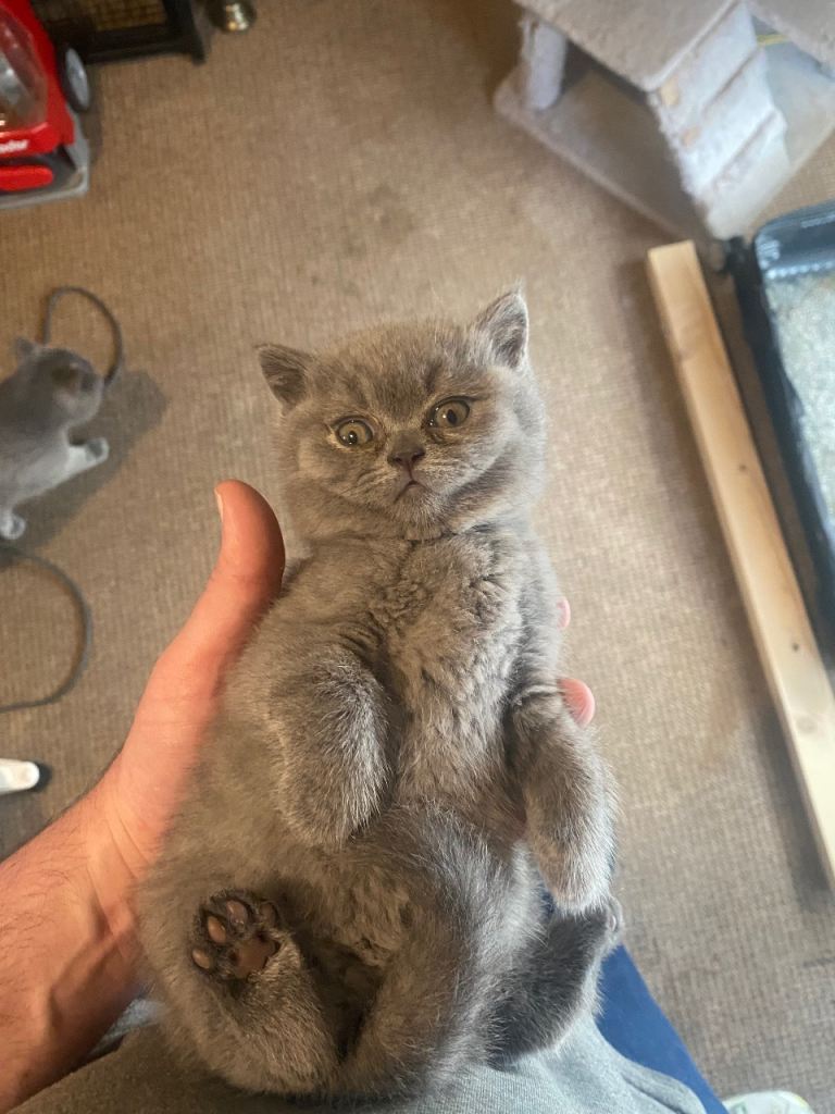     British Shorthair Kittens for Sale