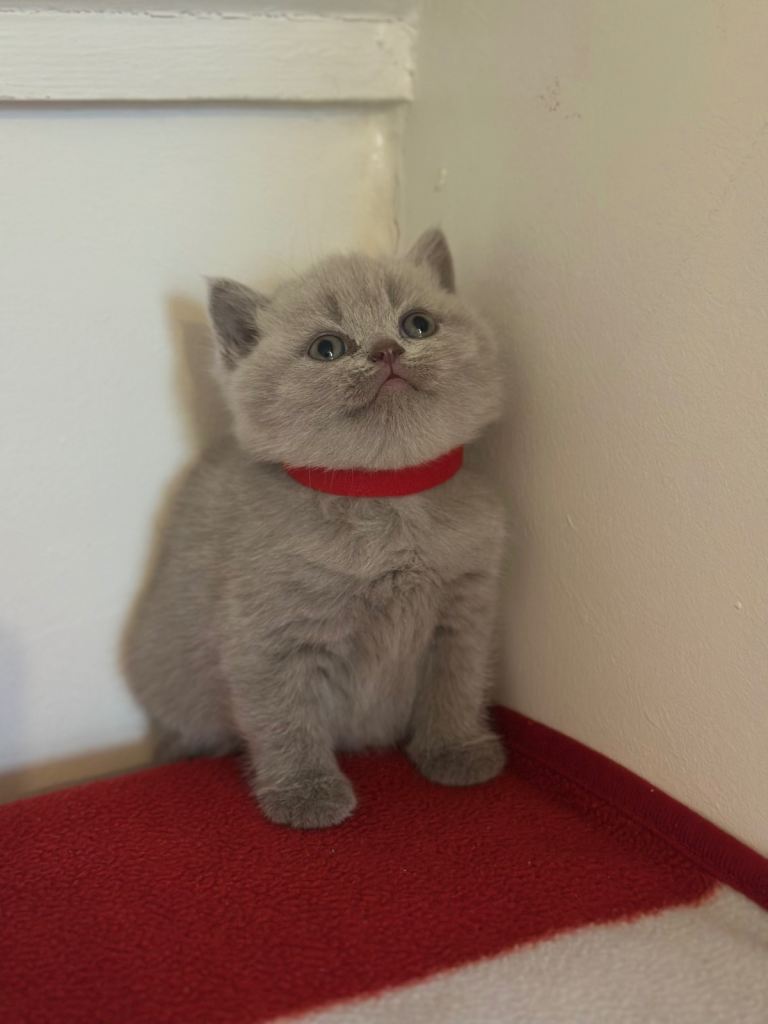 British shorthair kittens