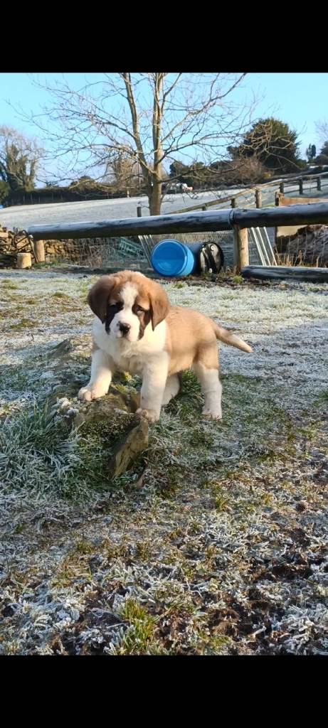 Superb litter of st Bernards 