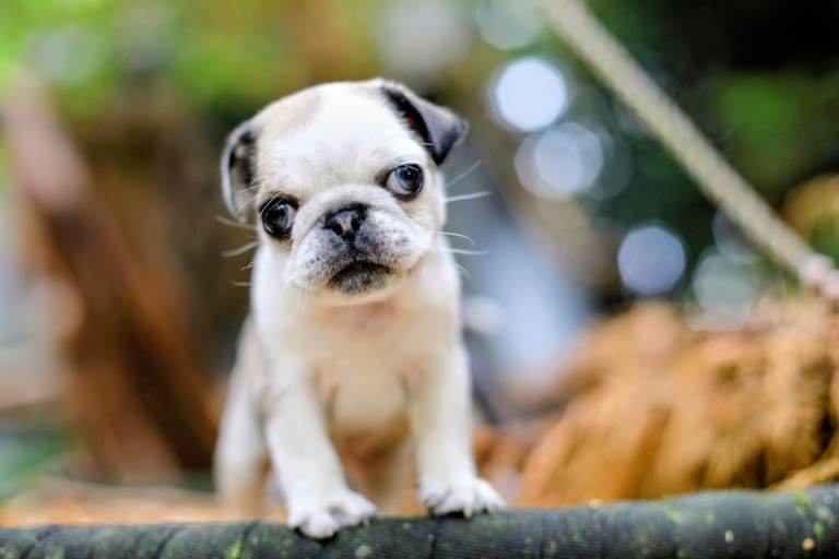 Adorable panda Pug Puppy Looking for a New Home