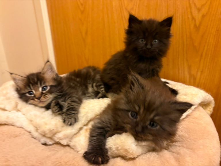 Maincoon X kittens 
