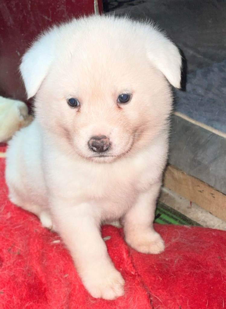 Japanese Akita Puppies 