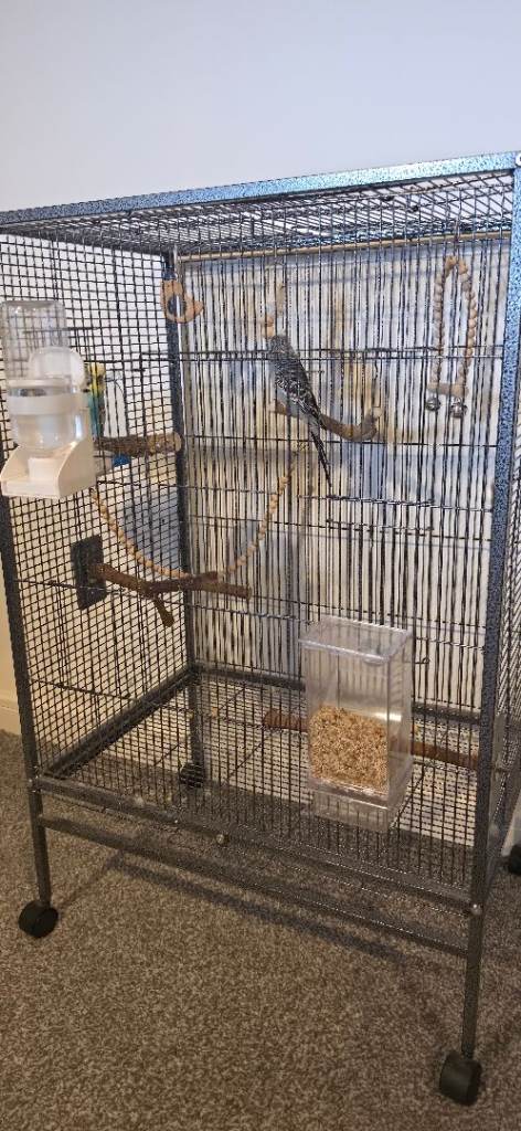 2 Bonded Budgies Males 7 Months Old 
