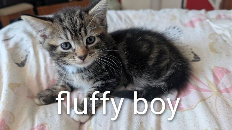 4 adorable kittens ready now