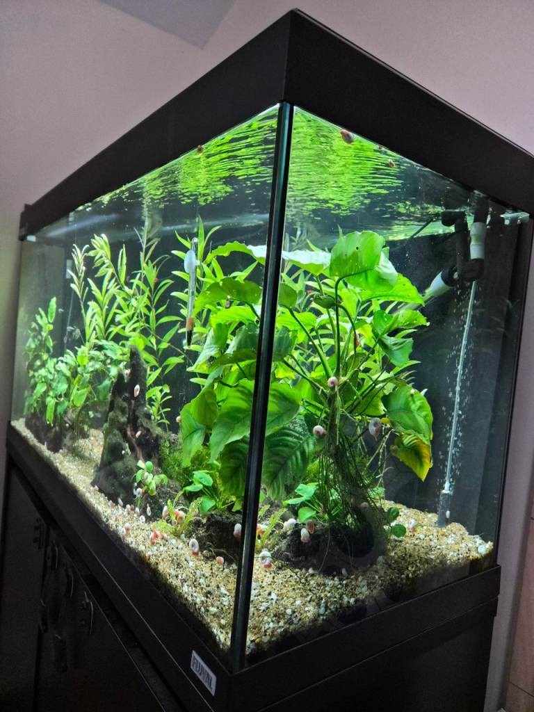 Fluval Roma 200 fish tank and cabinet
