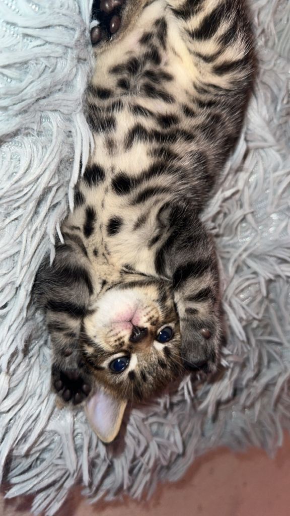Tabby Kittens available 