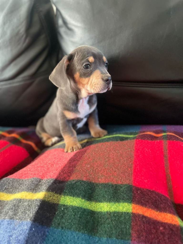 Dachshund/French bulldog puppys