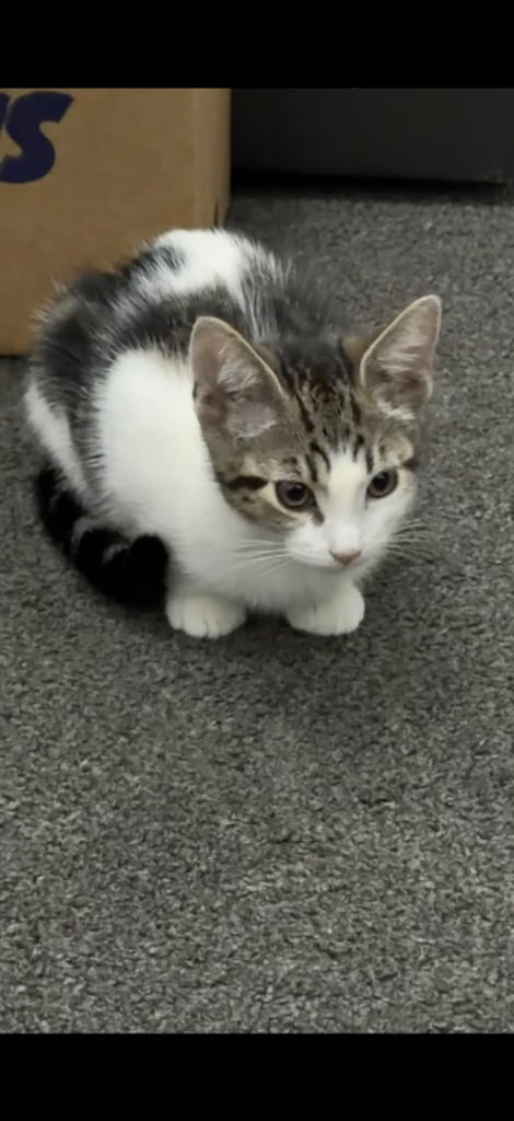 Kitten 