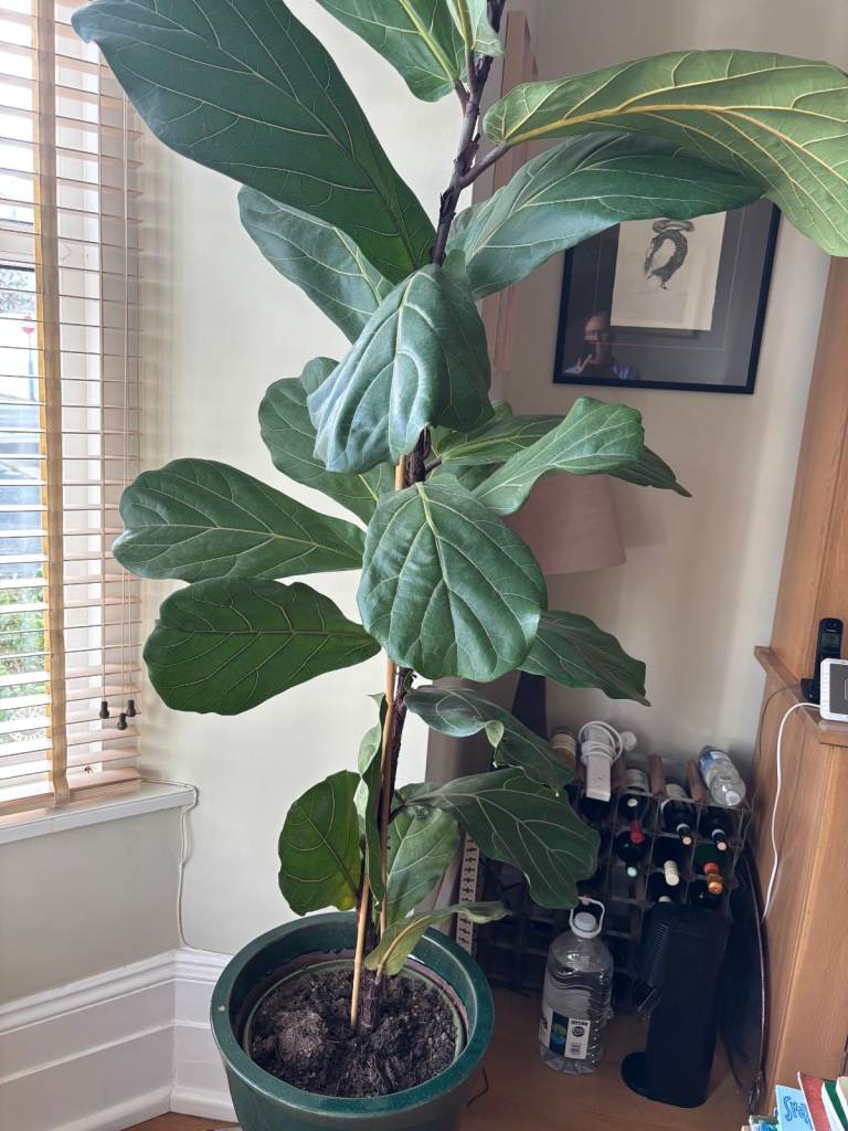 Fig Tree - 9 Feet High, Very Healthy! 