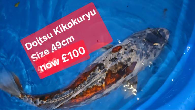 Japanese koi + a grass carp 