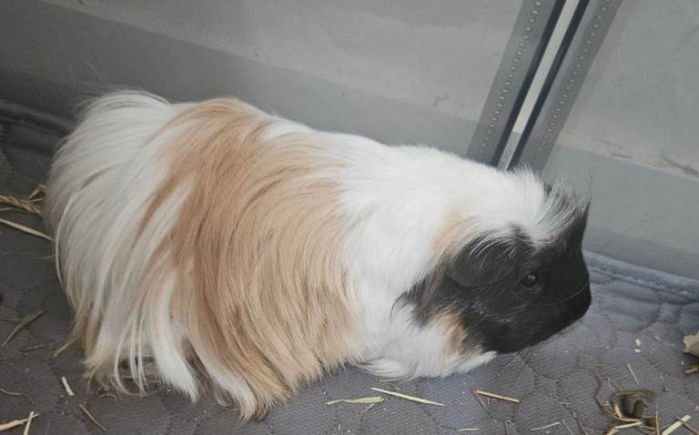 2 Female Guinea Pigs, Crate, Waterproof mat, hay, food, accessories 