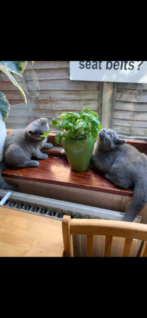 British short hair kittens for sale 
