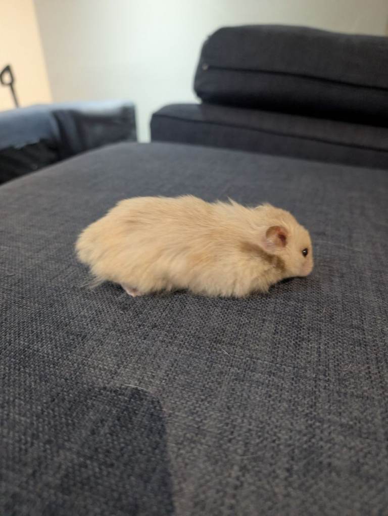 Beautiful friendly female hamster and set up 