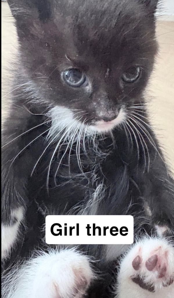 6 gorgeous tuxedo kittens for sale