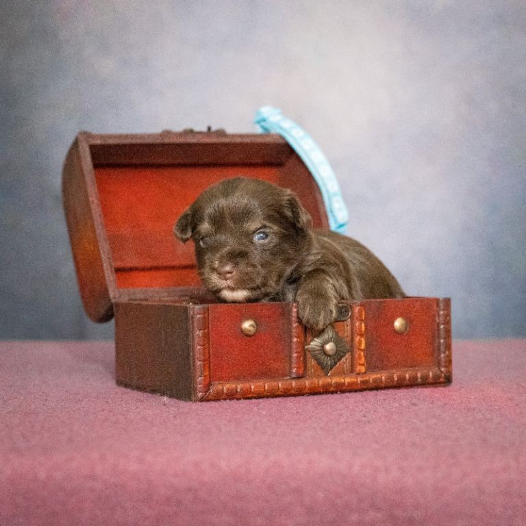 Biewer Yorkshire terrier 