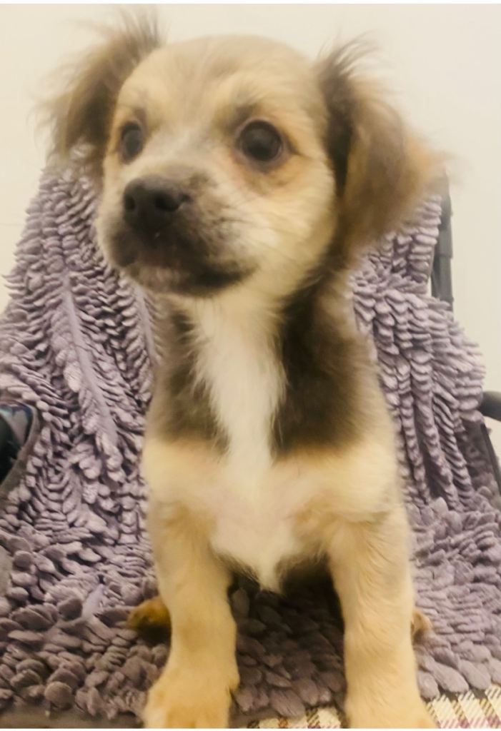 Yorkie mixed Breed pups