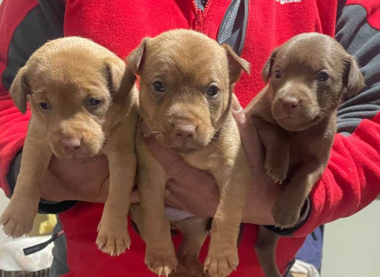 CHOCOLATE TERRIERS AVAILABLE – NOW TAKING RESERVATIONS