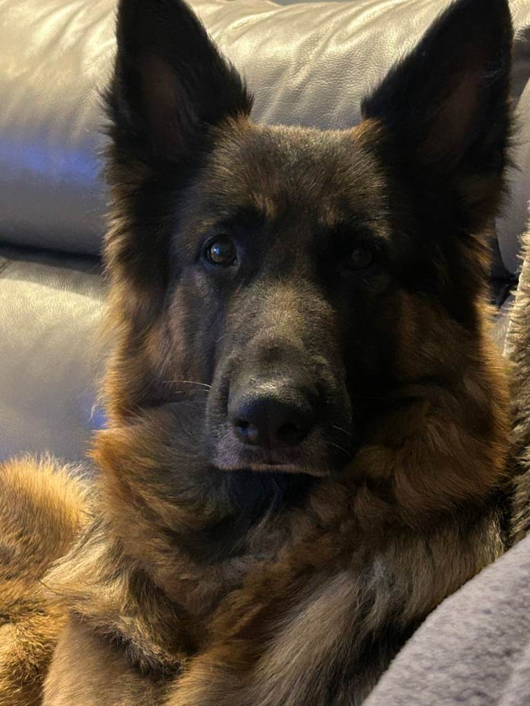 German Shepard Puppies 