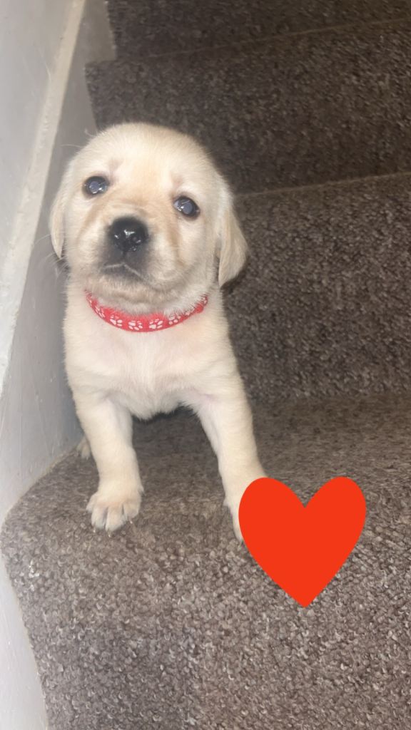 Pure Labrador pups for sale